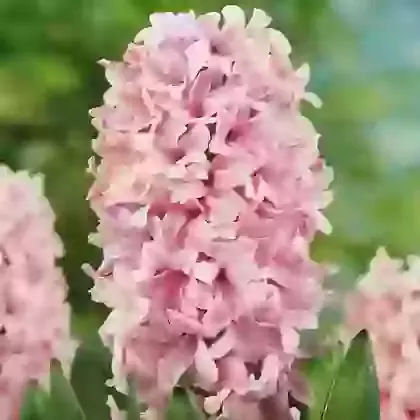 Garden Hyacinths